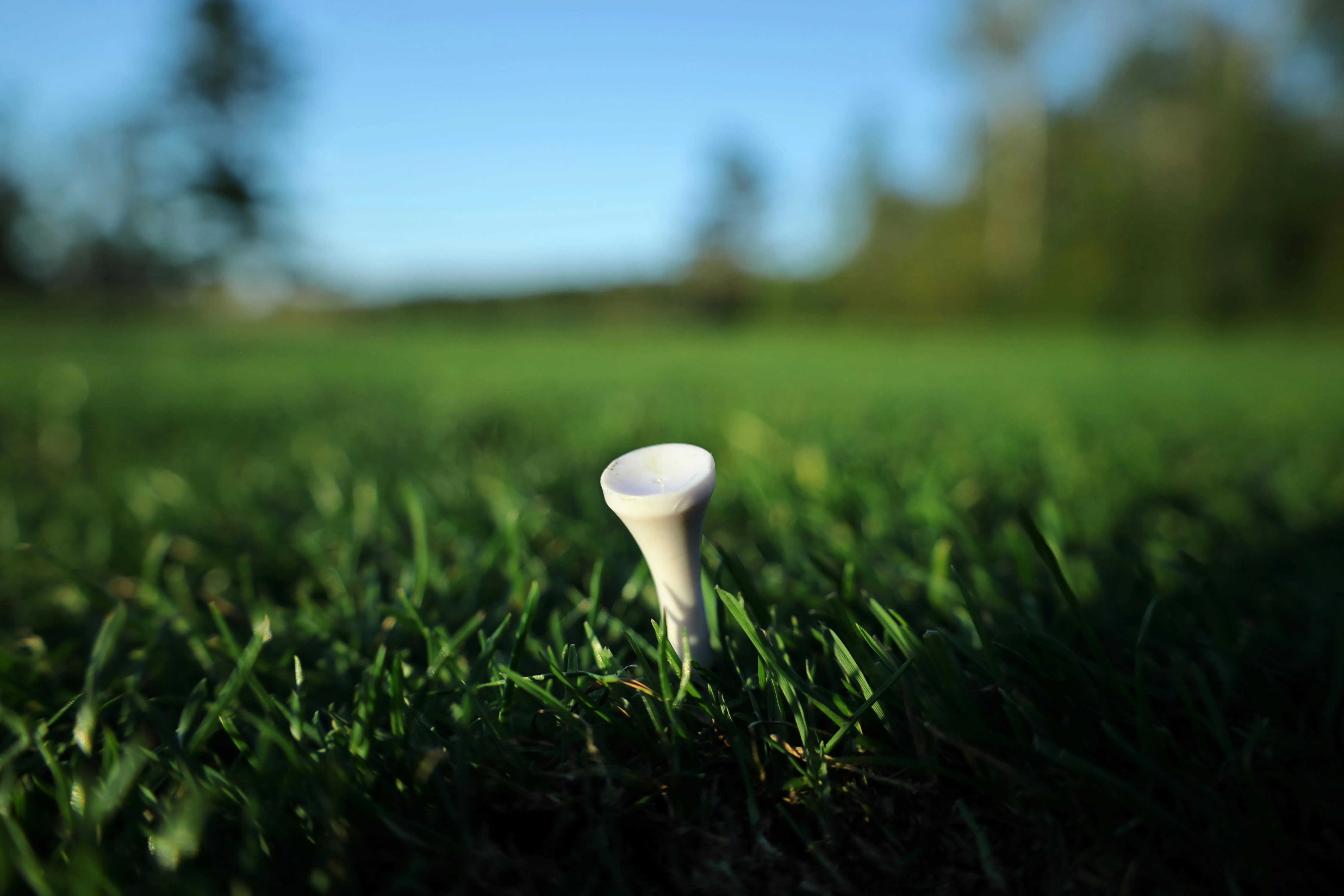 Single white wooden golf tee in green grass on golf course